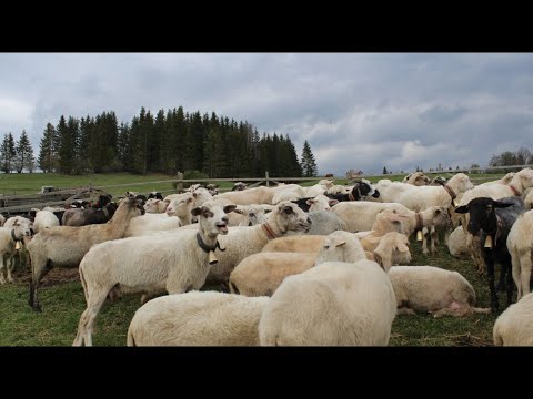 Видео: Вихід на полонини. Міра 2020