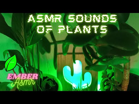 Видео: ASMR sounds of plants | АСМР звуки растений 🌱