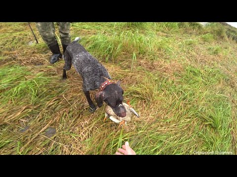 Видео: Охота с дратхааром в болоте. Налет за налетом.