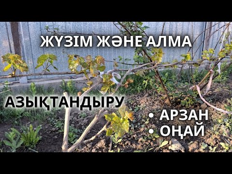 Видео: ЖҮЗІМ, АЛМАны немен ҚОРЕКТЕНДІРЕМІЗ, Маңызды Үш Элемент. Арзан және оңай