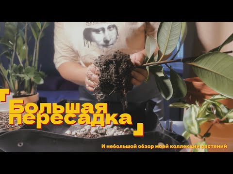 Видео: Большая пересадка комнатных растений