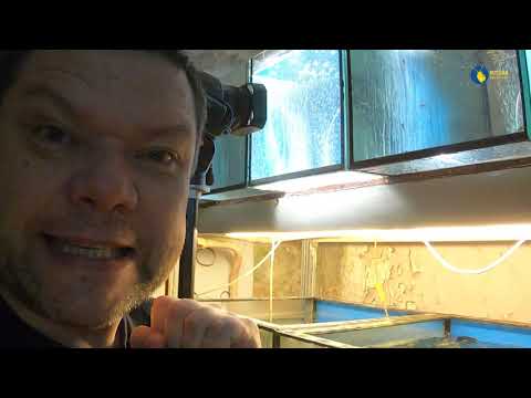 Видео: Муж тысячник и 3000 мальков золотой рыбки