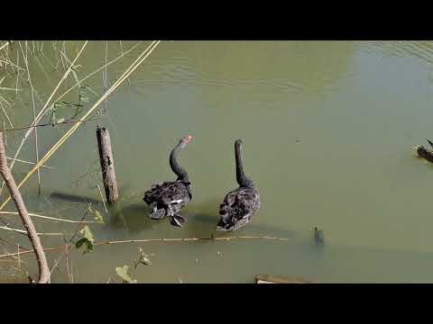 Видео: Зоокът Дъбница, част 1, 2022