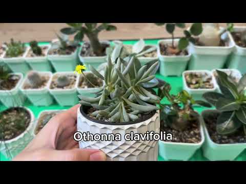 Видео: Суккуленты, которые вырастила из семян