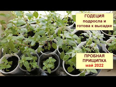 Видео: Годеция. Рассада подросла и готова к посадке в грунт. Пробная прищипка. Май 2022