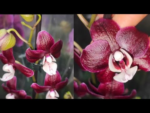 Видео: 🇺🇦 ОрхоОгляд Свіжого Завозу Орхідей у "Флора-А"! 