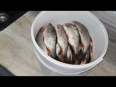 Видео: Чебак, плотва, вобла, сорога, солю и сушу не обычным способом.