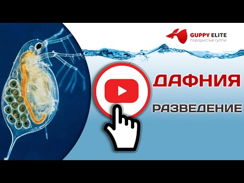 Видео: РАЗВЕДЕНИЕ ДАФНИИ В ДОМАШНИХ УСЛОВИЯХ  ПОДРОБНАЯ ИНСТРУКЦИЯ!