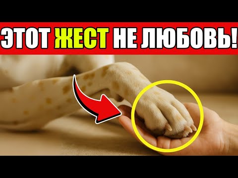 Видео: Почему Собаки ДАЮТ Вам Лапу? ВОТ ЧТО ОНИ ПЫТАЮТСЯ СКАЗАТЬ!