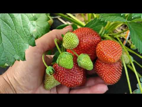 Видео: МОСКОВА - сорт земляники ксд с потрясающим вкусом! Омск, 18.06.2025г.