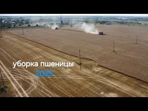 Видео: Уборка пшеницы 2025 с квадрокоптера