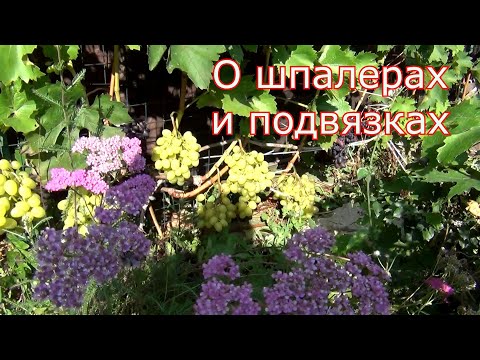 Видео: Шпалеры и подвязки винограда. Надежно. Удобно