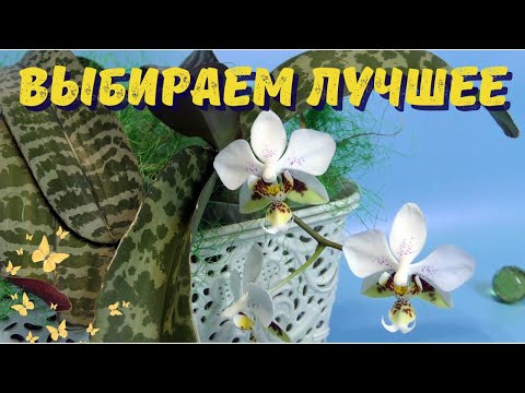 Видео: Выбирай – не прогадай! Знаменитые пестролистные орхидеи и секреты ухода за ними