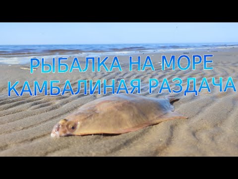 Видео: Рыбалка на камбалу на Белом море