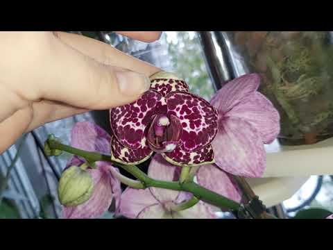 Видео: Орхидея дикий кот (Wild cat) рассказываю о всех секретах ухода/ Вечно цветущая орхидея