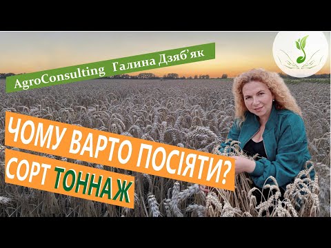 Видео: Сорт озимої пшениці Тоннаж. Чому варто посіяти?