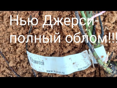 Видео: Розы Нью Джерси - кто хочет стать блогером?!😱 И жизнь, и слёзы, и облом!🤕