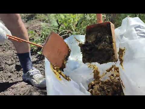 Видео: ЛУЧШЕЕ УДОБРЕНИЕ 💩 ДОБЫВАЕМ КОРОВИЙ 🐃 НАВОЗ