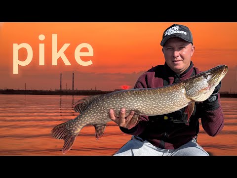 Видео: Попал на выход Щуки!🔥Рыбалка с эхолотом Lowrance elite FS