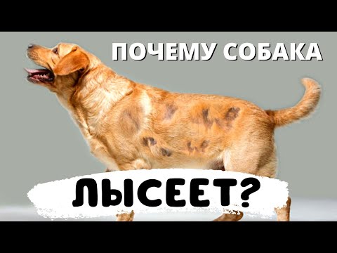 Видео: 🐕📝🐾 Почему собака лысеет (алопеция)?