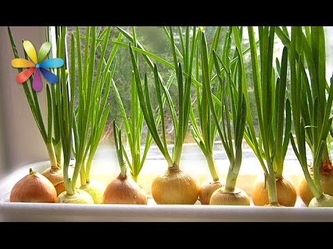 Видео: Как собрать максимальный урожай лука у себя на подоконнике? – Все буде добре. Выпуск 781 от 28.03.16