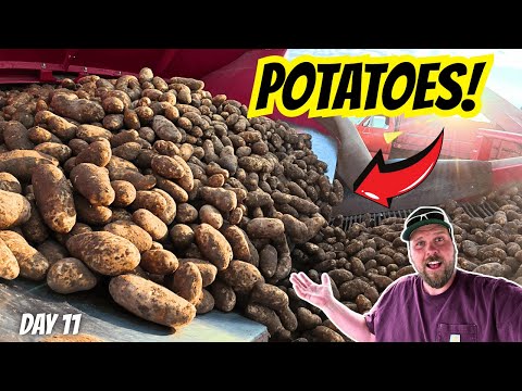Видео: Этот картофель просто идеален! Сбор картофеля, день 11