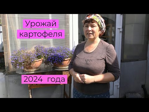 Видео: Картофель 2024 . Сорта и урожай  , как порадовал нас этот сезон .