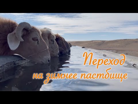 Видео: Документальный фильм «Переход на зимнее пастбище»