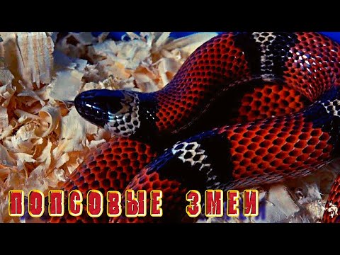 Видео: Попсовые королевские змеи