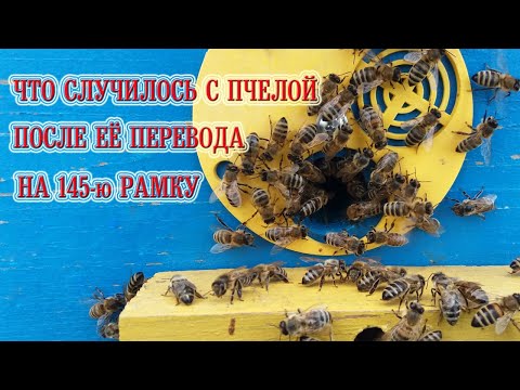 Видео: Что случилось с пчелой после её перевода на 145-ю рамку.
