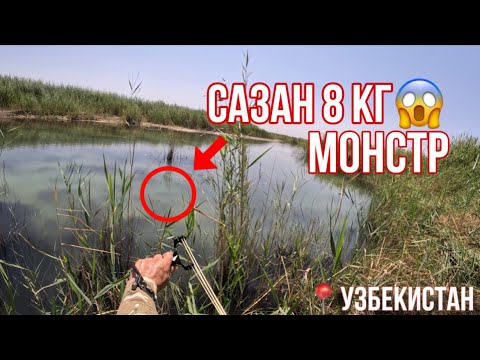 Видео: ОХОТА С РОГАТКОЙ В УЗБЕКИСТАНЕ/ РОГАТКА БИЛАН БАЛИК ОВИ/ ТРОФЕЙ 8КГ😱/БЕКОБОД