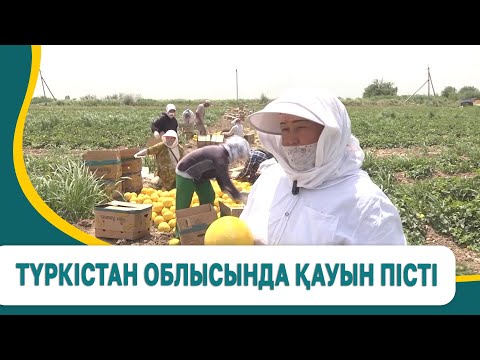 Видео: Түркістан облысында қауын пісті