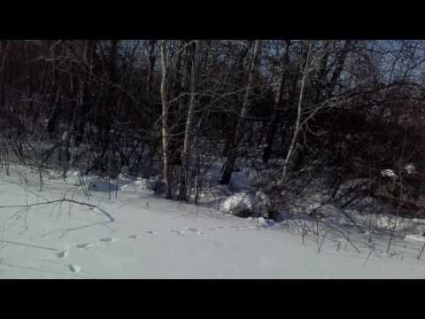 Видео: проверка петель на зайца.и капканов 11022017