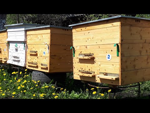 Видео: Обзор нового улья спустя два месяца после заселения. Доработки в улье.