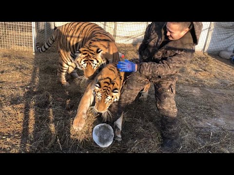 Видео: Суровый Сибирский футбол с Тиграми/playing siberian football with tigers