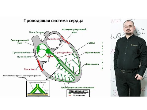 Видео: Проводящая система сердца. Её строение и работа