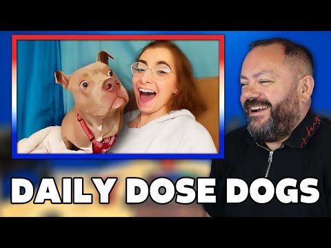 Видео: Лучшие видео с собаками десятилетия РЕАКЦИЯ | ОФИСНЫЕ ПАРНИ РЕАКЦИЯ!!