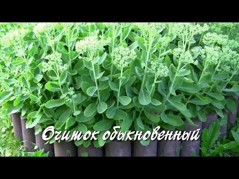 Видео: Очиток обыкновенный.  Дачные картинки.