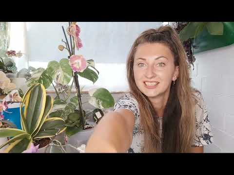 Видео: Ирина Давтян в прямом эфире Пересадка орхидеи 1,7 и все о таких малышках