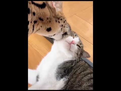 Видео: Самые смешные коты недели! Выпуск №1 😹