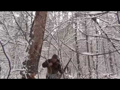 Видео: Охота на куницу с лайкой