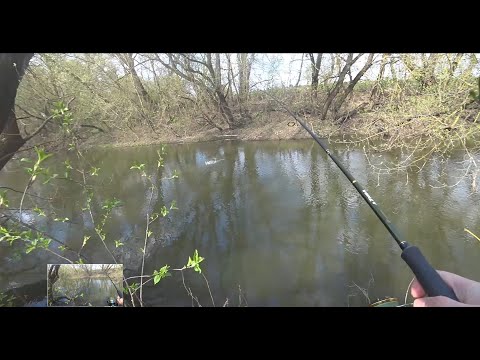 Видео: Майский голавль на Оке. Рыбалка в Орловской области