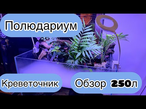 Видео: Погубил креветок перекисью/Полюдариум/MicMol