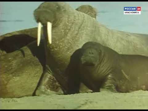 Видео: Моржи (фильм Ледина)