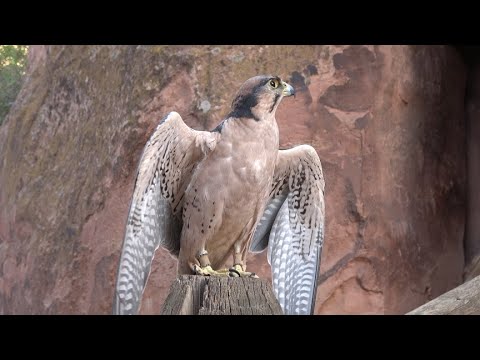 Видео: Соколиная охота: контроль веса новой птицы #соколинаяохота