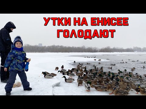 Видео: Природа Красноярска / Голодные утки зимой / Покупки в Леруа мерлен / Влог