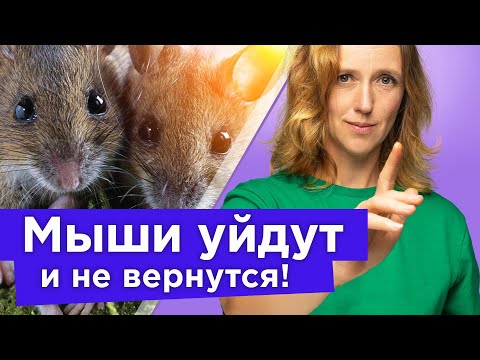 Видео: МЫШИ И КРЫСЫ ПОКИНУТ ВАШ УЧАСТОК НАВСЕГДА! Делаем приманку безопасную для котов, собак и птиц