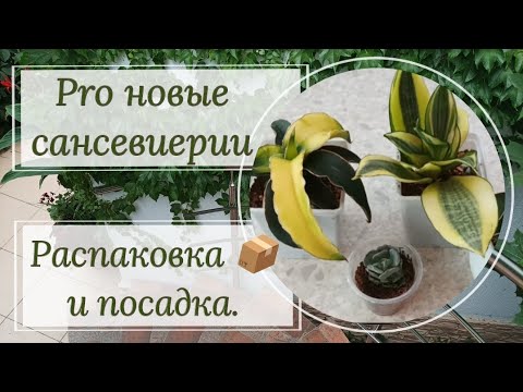 Видео: Новые сансевиерии! Распаковка 📦 и посадка.
