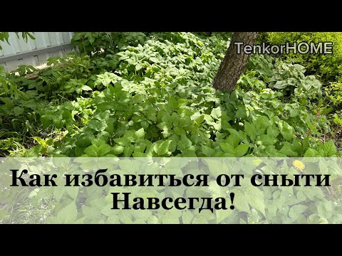 Видео: Как избавиться от сныти ! Лучший метод