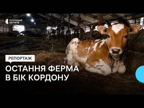 Видео: Як живе остання ферма на Чернігівщині в бік російського кордону